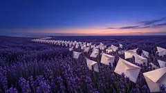 Envelopes blooming in lavender twilight