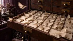 An open wooden archive drawer is filled with folded paper moths in tidy compartments, and a few have already flown out. The catalogue is now incomplete.
